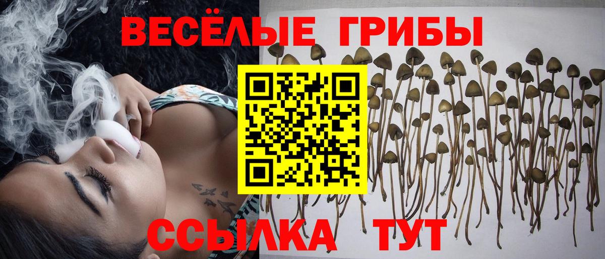 Галлюциногенные грибы Psilocybe Тула